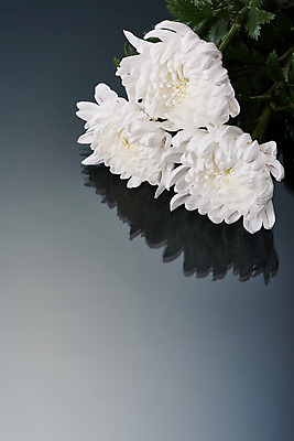 포토 JPG 스튜디오촬영 꽃 회색배경 국화 실내 누끼 사람없음 하이앵글 슬픔 죽음 애도 세송이 위로 장례 장례식 장례용품 추모 플랫레이 국내포토 식물 감정 뷰포인트 백그라운드 3 내부 회색 플랫 오브젝트 파일형식