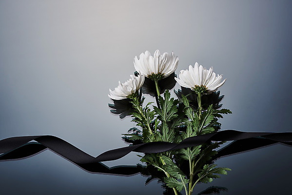 포토 JPG 스튜디오촬영 꽃 리본 회색배경 국화 실내 누끼 사람없음 하이앵글 슬픔 죽음 애도 세송이 위로 장례 장례식 장례용품 추모 플랫레이 검정리본 국내포토 식물 감정 뷰포인트 백그라운드 3 내부 회색 플랫 오브젝트 파일형식