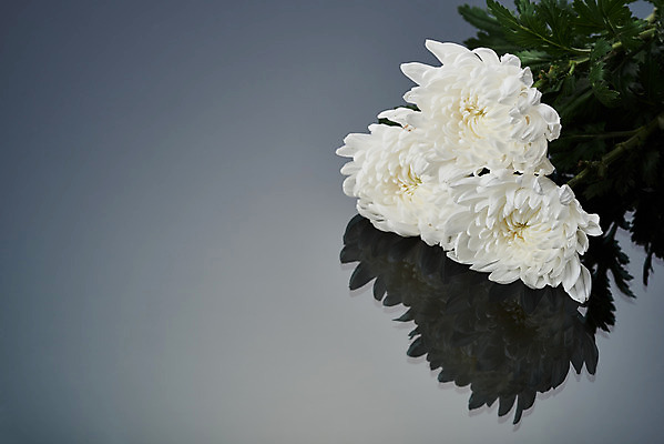 포토 JPG 스튜디오촬영 꽃 회색배경 국화 실내 누끼 사람없음 하이앵글 슬픔 죽음 애도 세송이 위로 장례 장례식 장례용품 추모 플랫레이 국내포토 식물 감정 뷰포인트 백그라운드 3 내부 회색 플랫 오브젝트 파일형식