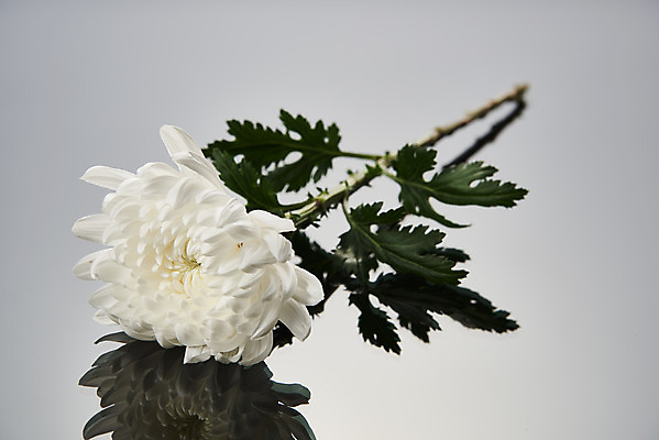 포토 JPG 스튜디오촬영 꽃 한송이 회색배경 국화 실내 누끼 사람없음 슬픔 죽음 애도 위로 장례 장례식 장례용품 추모 국내포토 식물 1 감정 백그라운드 내부 회색 오브젝트 송이 파일형식