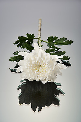 포토 JPG 스튜디오촬영 꽃 한송이 회색배경 국화 실내 누끼 사람없음 슬픔 죽음 애도 위로 장례 장례식 장례용품 추모 국내포토 식물 1 감정 백그라운드 내부 회색 오브젝트 송이 파일형식