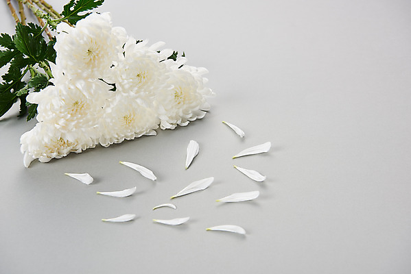 포토 JPG 스튜디오촬영 꽃잎 꽃 여러송이 회색배경 국화 실내 누끼 사람없음 슬픔 죽음 애도 위로 장례 장례식 장례용품 추모 국내포토 식물 감정 다수 백그라운드 내부 회색 오브젝트 파일형식