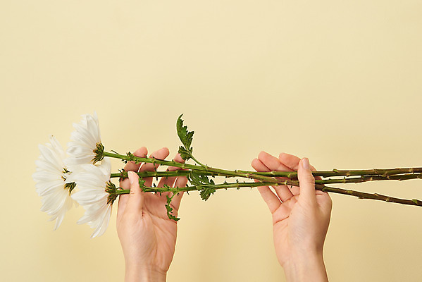 포토 JPG 스튜디오촬영 손 국화 실내 들기 누끼 20대 신체부위 슬픔 죽음 애도 세송이 위로 장례 노란배경 장례식 장례용품 추모 국내포토 꽃 감정 백그라운드 모션 3 사람 청년 내부 노란색 오브젝트 파일형식