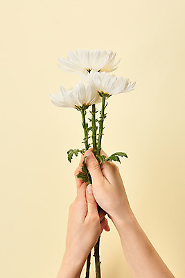 포토 JPG 스튜디오촬영 손 국화 실내 들기 누끼 20대 신체부위 슬픔 죽음 애도 세송이 위로 장례 노란배경 장례식 장례용품 추모 국내포토 꽃 감정 백그라운드 모션 3 사람 청년 내부 노란색 오브젝트 파일형식