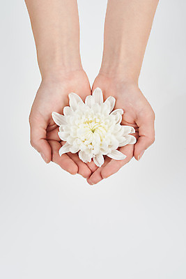 포토 JPG 스튜디오촬영 손 꽃 한송이 국화 실내 들기 누끼 20대 신체부위 하이앵글 슬픔 죽음 흰배경 애도 위로 장례 장례식 장례용품 추모 플랫레이 국내포토 식물 1 감정 뷰포인트 백그라운드 모션 사람 청년 내부 흰색 플랫 오브젝트 송이 파일형식