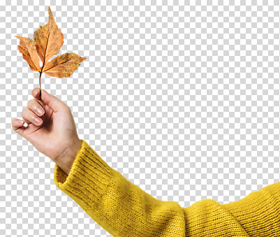 편집이미지 손 단풍 한손 한명 들기 누끼 사람 신체부위 가을 팔 PNG 편집소스 1 계절 잎 모션 파일형식