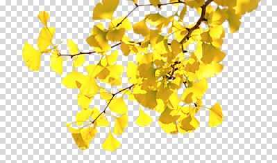 나무 식물 편집이미지 사계절 계절 단풍 자연 나뭇잎 누끼 근접촬영 사람없음 노란색 가을 은행나무 PNG 편집소스 뷰포인트 컬러 잎 생태계 파일형식