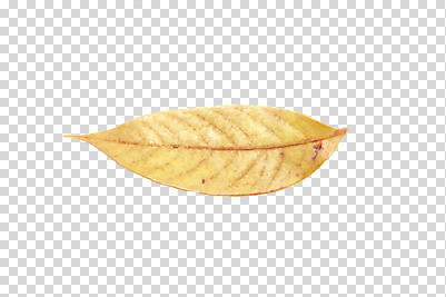 편집이미지 계절 낙엽 잎 나뭇잎 누끼 사람없음 하이앵글 한개 가을 오브젝트 PNG 편집소스 식물 1 뷰포인트 파일형식