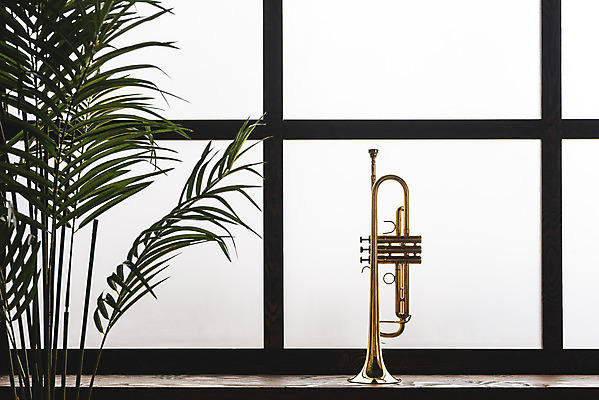 포토 JPG 스튜디오촬영 악기 음악 잎 창문 문화예술 실내 관악기 취미 사람없음 한개 기쁨 클래식 창가 금관악기 서양악기 음악교육 트럼펫 오케스트라 독주 음악치료 국내포토 식물 1 교육 감정 컨셉 내부 치료 악단 파일형식