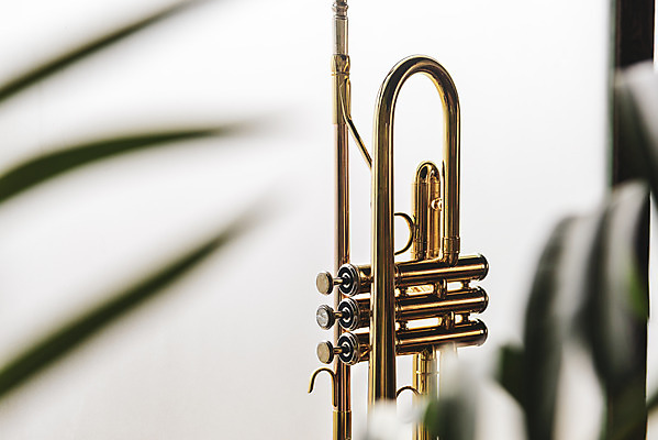 포토 JPG 스튜디오촬영 악기 음악 잎 창문 문화예술 실내 관악기 취미 사람없음 아웃포커스 한개 기쁨 클래식 창가 금관악기 서양악기 음악교육 트럼펫 오케스트라 독주 음악치료 국내포토 식물 1 교육 감정 컨셉 촬영기법 내부 치료 악단 파일형식