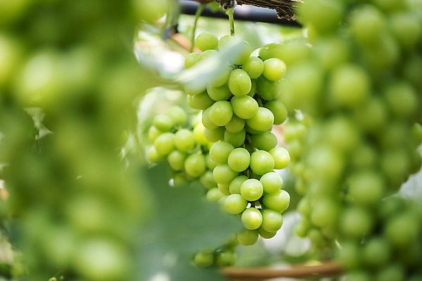 포토 JPG 주간 자연 사람없음 야외 아웃포커스 초록색 여름 농장 농사 신선 달콤 유기농 포도농장 포도잎 망고포도 국내포토 자연요소 웰빙 계절 컬러 잎 농업 포도 촬영기법 맛 생태계 청포도 파일형식