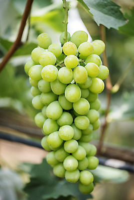 포토 JPG 주간 한송이 자연 사람없음 야외 아웃포커스 초록색 여름 농장 농사 신선 달콤 유기농 포도농장 포도잎 망고포도 국내포토 자연요소 1 웰빙 계절 컬러 잎 농업 포도 촬영기법 맛 생태계 청포도 송이 파일형식