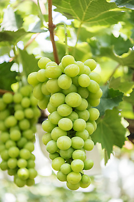 포토 JPG 주간 자연 사람없음 야외 아웃포커스 초록색 여름 농장 농사 신선 달콤 유기농 포도농장 포도잎 망고포도 국내포토 자연요소 웰빙 계절 컬러 잎 농업 포도 촬영기법 맛 생태계 청포도 파일형식