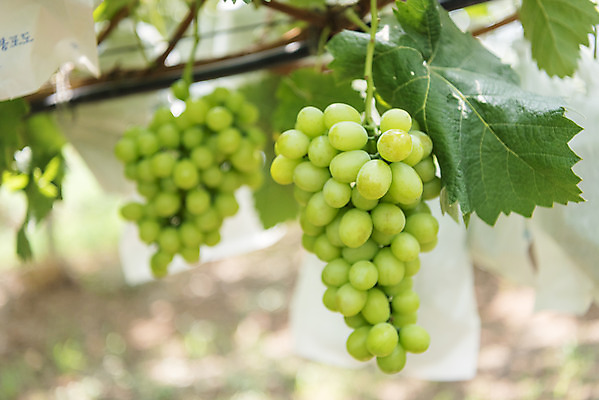 포토 JPG 주간 자연 사람없음 야외 아웃포커스 초록색 여름 농장 농사 신선 달콤 유기농 포도농장 포도잎 망고포도 국내포토 자연요소 웰빙 계절 컬러 잎 농업 포도 촬영기법 맛 생태계 청포도 파일형식