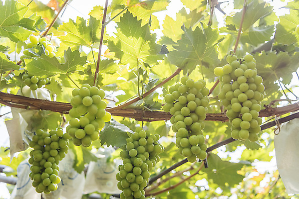 포토 JPG 주간 로우앵글 여러송이 자연 사람없음 야외 아웃포커스 초록색 여름 농장 농사 신선 달콤 유기농 포도농장 포도잎 망고포도 국내포토 자연요소 웰빙 계절 뷰포인트 컬러 다수 잎 농업 포도 촬영기법 맛 생태계 청포도 파일형식