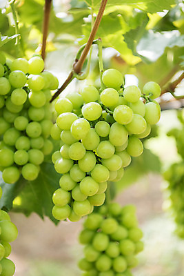 포토 JPG 주간 자연 사람없음 야외 아웃포커스 초록색 여름 농장 농사 신선 달콤 유기농 포도농장 포도잎 망고포도 국내포토 자연요소 웰빙 계절 컬러 잎 농업 포도 촬영기법 맛 생태계 청포도 파일형식