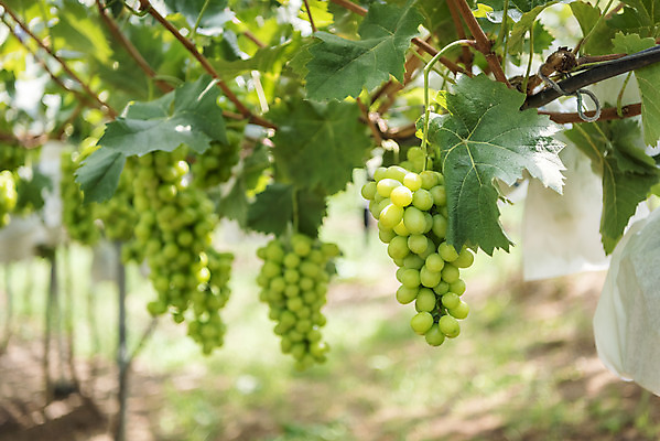 포토 JPG 주간 여러송이 자연 사람없음 야외 아웃포커스 초록색 여름 농장 농사 신선 달콤 유기농 포도농장 포도잎 망고포도 국내포토 자연요소 웰빙 계절 컬러 다수 잎 농업 포도 촬영기법 맛 생태계 청포도 파일형식