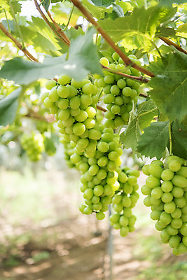 포토 JPG 주간 여러송이 자연 사람없음 야외 아웃포커스 초록색 여름 농장 농사 신선 달콤 유기농 포도농장 포도잎 망고포도 국내포토 자연요소 웰빙 계절 컬러 다수 잎 농업 포도 촬영기법 맛 생태계 청포도 파일형식