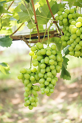 포토 JPG 주간 여러송이 자연 사람없음 야외 아웃포커스 초록색 여름 농장 농사 신선 달콤 유기농 포도농장 포도잎 망고포도 국내포토 자연요소 웰빙 계절 컬러 다수 잎 농업 포도 촬영기법 맛 생태계 청포도 파일형식