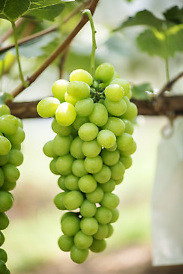포토 JPG 주간 한송이 자연 사람없음 야외 아웃포커스 초록색 여름 농장 농사 신선 달콤 유기농 포도농장 포도잎 망고포도 국내포토 자연요소 1 웰빙 계절 컬러 잎 농업 포도 촬영기법 맛 생태계 청포도 송이 파일형식