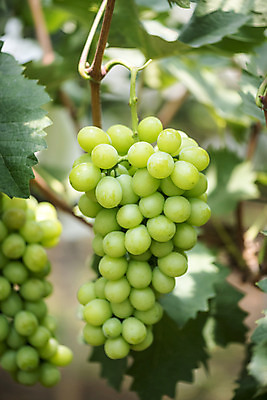 포토 JPG 주간 자연 사람없음 야외 아웃포커스 초록색 여름 농장 농사 신선 달콤 두송이 유기농 포도농장 포도잎 망고포도 국내포토 자연요소 웰빙 계절 컬러 잎 2 농업 포도 촬영기법 맛 생태계 청포도 파일형식