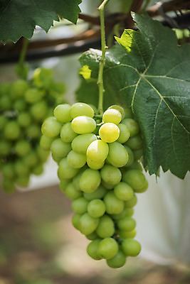 포토 JPG 주간 자연 사람없음 야외 아웃포커스 초록색 여름 농장 농사 신선 달콤 두송이 유기농 포도농장 포도잎 망고포도 국내포토 자연요소 웰빙 계절 컬러 잎 2 농업 포도 촬영기법 맛 생태계 청포도 파일형식