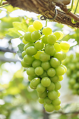 포토 JPG 주간 한송이 자연 사람없음 야외 아웃포커스 초록색 여름 농장 농사 신선 달콤 유기농 포도농장 포도잎 망고포도 국내포토 자연요소 1 웰빙 계절 컬러 잎 농업 포도 촬영기법 맛 생태계 청포도 송이 파일형식