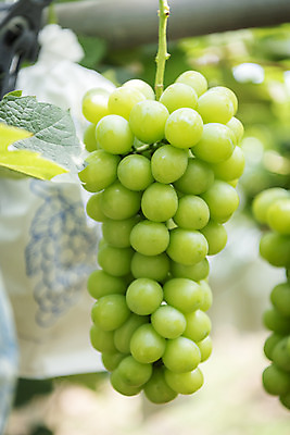 포토 JPG 주간 한송이 자연 사람없음 야외 아웃포커스 초록색 여름 농장 농사 신선 달콤 유기농 포도농장 포도잎 망고포도 국내포토 자연요소 1 웰빙 계절 컬러 잎 농업 포도 촬영기법 맛 생태계 청포도 송이 파일형식