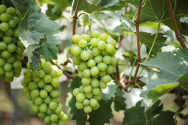 포토 JPG 주간 여러송이 자연 사람없음 야외 아웃포커스 초록색 여름 농장 농사 신선 달콤 유기농 포도농장 포도잎 망고포도 국내포토 자연요소 웰빙 계절 컬러 다수 잎 농업 포도 촬영기법 맛 생태계 청포도 파일형식