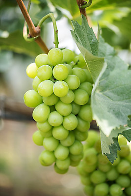 포토 JPG 주간 자연 사람없음 야외 아웃포커스 초록색 여름 농장 농사 신선 달콤 두송이 유기농 포도농장 포도잎 망고포도 국내포토 자연요소 웰빙 계절 컬러 잎 2 농업 포도 촬영기법 맛 생태계 청포도 파일형식