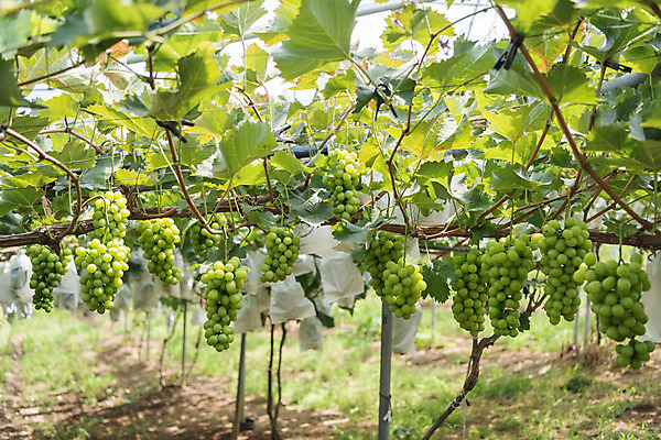 포토 JPG 주간 여러송이 자연 사람없음 야외 초록색 여름 농장 농사 신선 달콤 유기농 포도농장 포도잎 망고포도 국내포토 자연요소 웰빙 계절 컬러 다수 잎 농업 포도 맛 생태계 청포도 파일형식