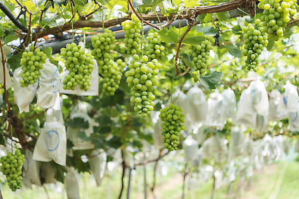 포토 JPG 주간 여러송이 자연 사람없음 야외 초록색 여름 농장 농사 신선 달콤 보호 유기농 포도농장 포도잎 망고포도 국내포토 자연요소 웰빙 계절 컬러 다수 컨셉 잎 농업 포도 맛 생태계 청포도 파일형식