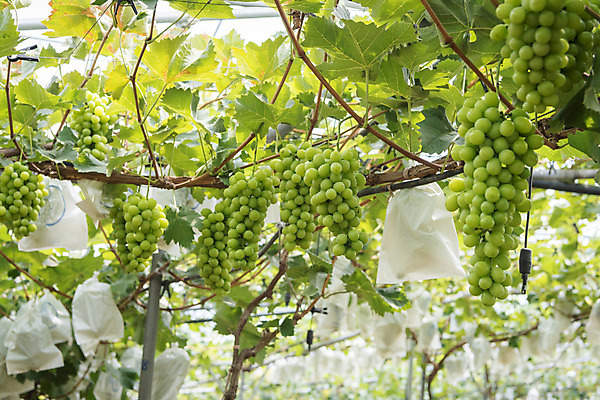 포토 JPG 주간 여러송이 자연 사람없음 야외 초록색 여름 농장 농사 신선 달콤 보호 유기농 포도농장 포도잎 망고포도 국내포토 자연요소 웰빙 계절 컬러 다수 컨셉 잎 농업 포도 맛 생태계 청포도 파일형식