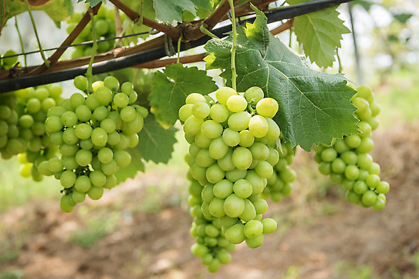 포토 JPG 주간 여러송이 자연 사람없음 야외 아웃포커스 초록색 여름 농장 농사 신선 달콤 유기농 포도농장 포도잎 망고포도 국내포토 자연요소 웰빙 계절 컬러 다수 잎 농업 포도 촬영기법 맛 생태계 청포도 파일형식