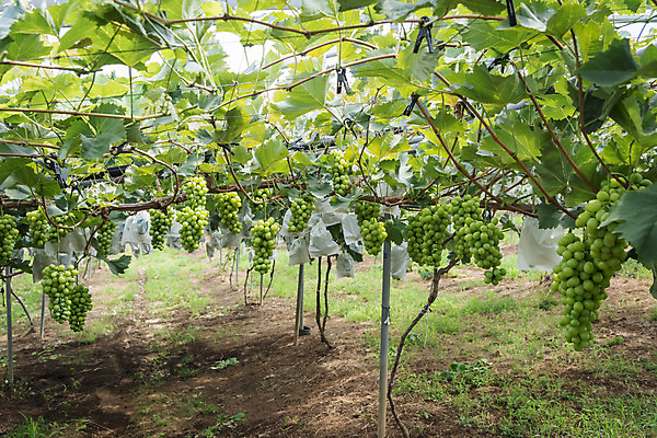 포토 JPG 주간 여러송이 자연 사람없음 야외 초록색 여름 농장 농사 신선 달콤 유기농 포도농장 포도잎 망고포도 국내포토 자연요소 웰빙 계절 컬러 다수 잎 농업 포도 맛 생태계 청포도 파일형식