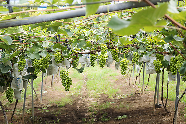 포토 JPG 주간 여러송이 자연 사람없음 야외 초록색 여름 농장 농사 신선 달콤 유기농 포도농장 포도잎 망고포도 국내포토 자연요소 웰빙 계절 컬러 다수 잎 농업 포도 맛 생태계 청포도 파일형식