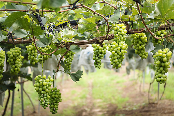 포토 JPG 주간 여러송이 자연 사람없음 야외 초록색 여름 농장 농사 신선 달콤 유기농 포도농장 포도잎 망고포도 국내포토 자연요소 웰빙 계절 컬러 다수 잎 농업 포도 맛 생태계 청포도 파일형식