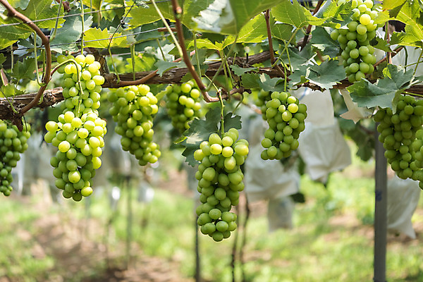 포토 JPG 주간 여러송이 자연 사람없음 야외 초록색 여름 농장 농사 신선 달콤 유기농 포도농장 포도잎 망고포도 국내포토 자연요소 웰빙 계절 컬러 다수 잎 농업 포도 맛 생태계 청포도 파일형식
