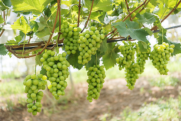 포토 JPG 주간 여러송이 자연 사람없음 야외 초록색 여름 농장 농사 신선 달콤 유기농 포도농장 포도잎 망고포도 국내포토 자연요소 웰빙 계절 컬러 다수 잎 농업 포도 맛 생태계 청포도 파일형식