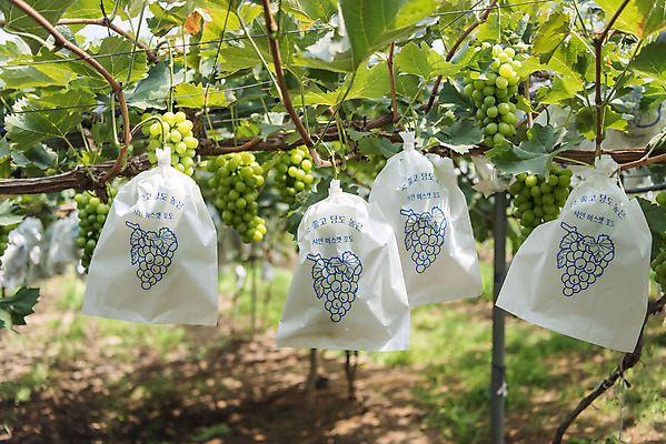 포토 JPG 주간 여러송이 자연 사람없음 야외 초록색 여름 농장 농사 신선 달콤 보호 유기농 포도농장 포도잎 망고포도 국내포토 자연요소 웰빙 계절 컬러 다수 컨셉 잎 농업 포도 맛 생태계 청포도 파일형식