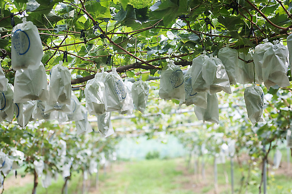 포토 JPG 주간 여러송이 자연 사람없음 야외 초록색 여름 농장 농사 신선 달콤 보호 유기농 포도농장 포도잎 망고포도 국내포토 자연요소 웰빙 계절 컬러 다수 컨셉 잎 농업 포도 맛 생태계 청포도 파일형식