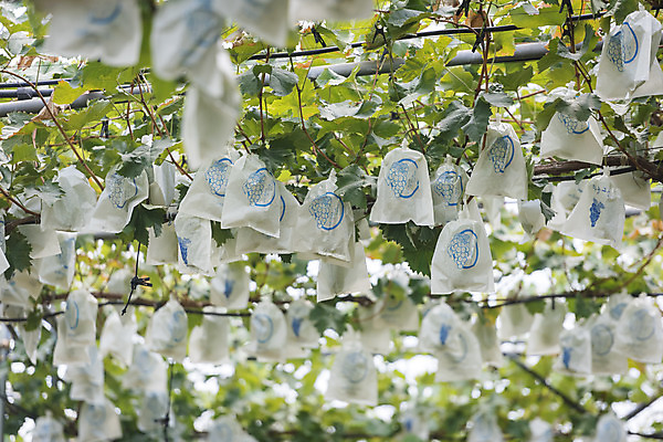 포토 JPG 주간 여러송이 자연 사람없음 야외 초록색 여름 농장 농사 신선 달콤 보호 유기농 포도농장 포도잎 망고포도 국내포토 자연요소 웰빙 계절 컬러 다수 컨셉 잎 농업 포도 맛 생태계 청포도 파일형식