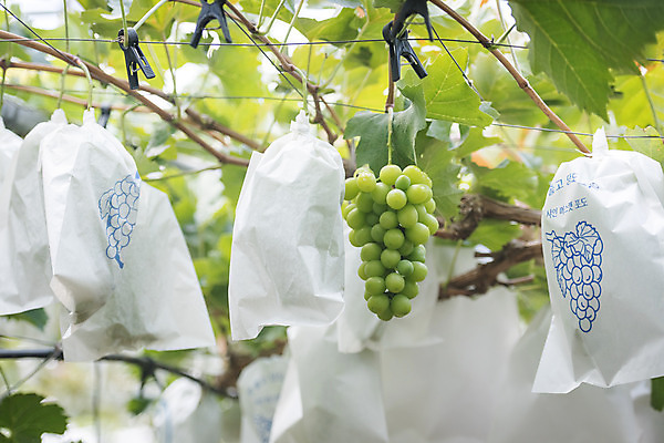 포토 JPG 주간 여러송이 자연 사람없음 야외 초록색 여름 농장 농사 신선 달콤 보호 유기농 포도농장 포도잎 망고포도 국내포토 자연요소 웰빙 계절 컬러 다수 컨셉 잎 농업 포도 맛 생태계 청포도 파일형식