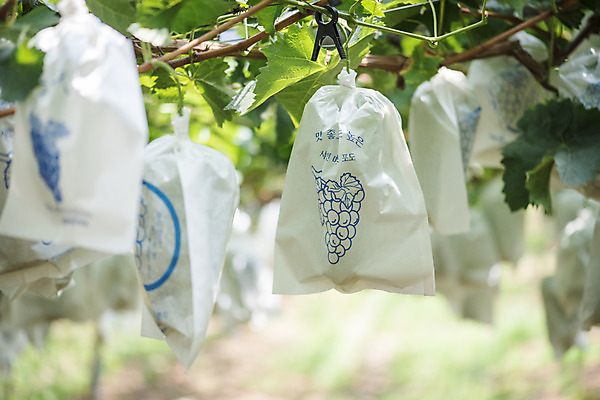 포토 JPG 주간 여러송이 자연 사람없음 야외 초록색 여름 농장 농사 신선 달콤 보호 유기농 포도농장 포도잎 망고포도 국내포토 자연요소 웰빙 계절 컬러 다수 컨셉 잎 농업 포도 맛 생태계 청포도 파일형식