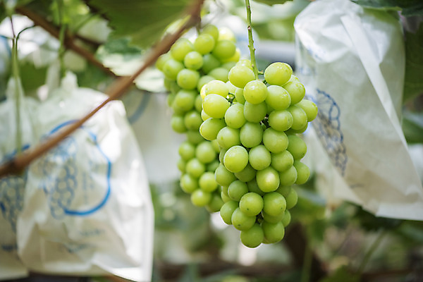 포토 JPG 주간 여러송이 자연 사람없음 야외 아웃포커스 초록색 여름 농장 농사 신선 달콤 보호 유기농 포도농장 포도잎 망고포도 국내포토 자연요소 웰빙 계절 컬러 다수 컨셉 잎 농업 포도 촬영기법 맛 생태계 청포도 파일형식