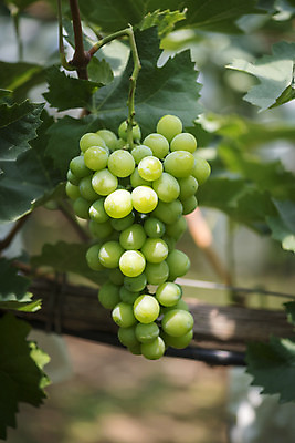 포토 JPG 주간 한송이 자연 사람없음 야외 아웃포커스 초록색 여름 농장 농사 신선 달콤 유기농 포도농장 포도잎 망고포도 국내포토 자연요소 1 웰빙 계절 컬러 잎 농업 포도 촬영기법 맛 생태계 청포도 송이 파일형식