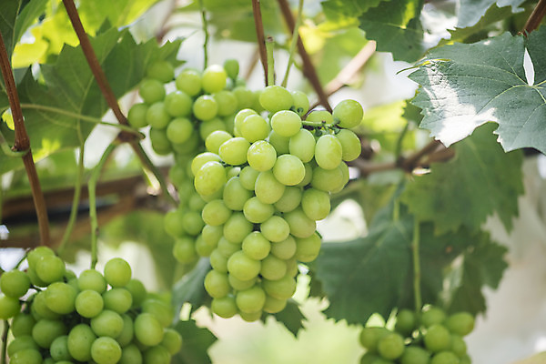 포토 JPG 주간 여러송이 자연 사람없음 야외 아웃포커스 초록색 여름 농장 농사 신선 달콤 유기농 포도농장 포도잎 망고포도 국내포토 자연요소 웰빙 계절 컬러 다수 잎 농업 포도 촬영기법 맛 생태계 청포도 파일형식