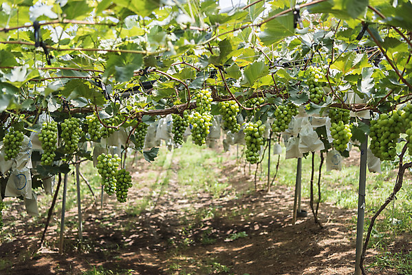 포토 JPG 주간 여러송이 자연 사람없음 야외 초록색 여름 농장 농사 신선 달콤 보호 유기농 포도농장 포도잎 망고포도 국내포토 자연요소 웰빙 계절 컬러 다수 컨셉 잎 농업 포도 맛 생태계 청포도 파일형식