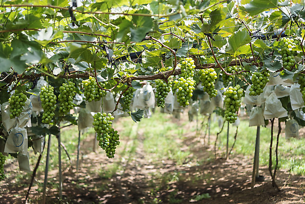 포토 JPG 주간 여러송이 자연 사람없음 야외 초록색 여름 농장 농사 신선 달콤 보호 유기농 포도농장 포도잎 망고포도 국내포토 자연요소 웰빙 계절 컬러 다수 컨셉 잎 농업 포도 맛 생태계 청포도 파일형식