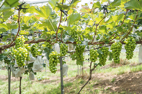 포토 JPG 주간 여러송이 자연 사람없음 야외 초록색 여름 농장 농사 신선 달콤 보호 유기농 포도농장 포도잎 망고포도 국내포토 자연요소 웰빙 계절 컬러 다수 컨셉 잎 농업 포도 맛 생태계 청포도 파일형식